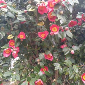 【古民家の庭】