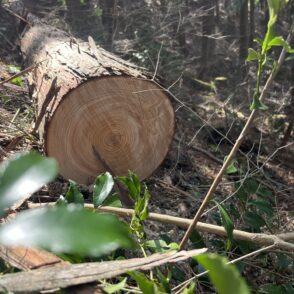 【大黒柱ツアー】