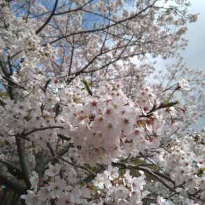 【桜とさくらんぼ】